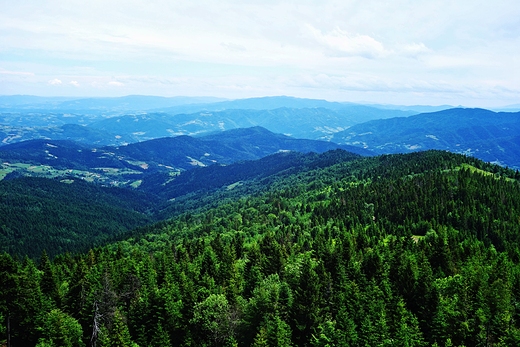Gorczaskie lasy widok z Gorca